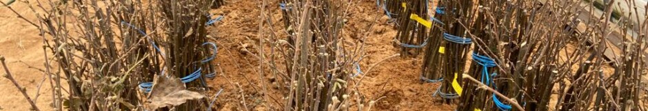 Ekološke i konvencionalne sadnice lijeske/lješnjaka